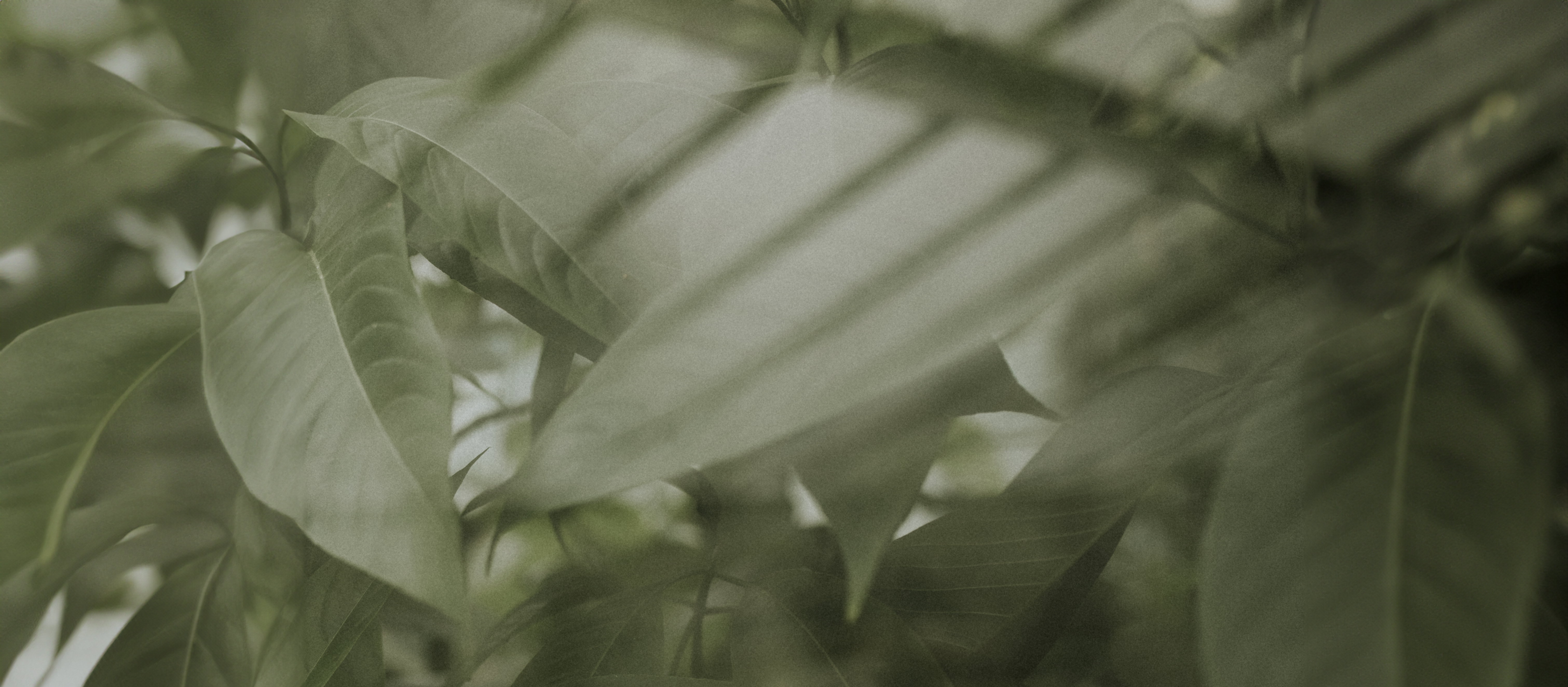 dark-leaf-background-wallpaper-aesthetic-full-hd-image