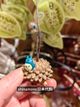橡子架中号龙猫