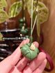 白色小龙猫与便当