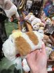 玩偶小