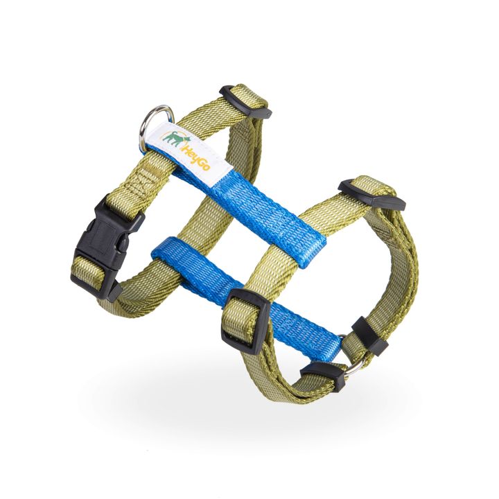 h1