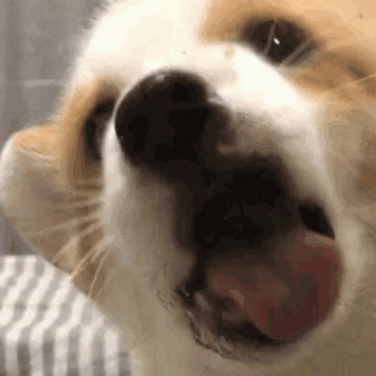 cute_puppy