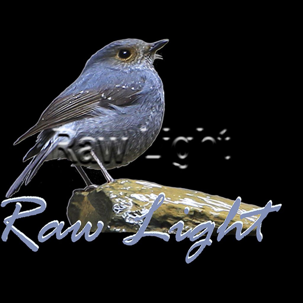 頭套(鉛色水鶇_雌)H55