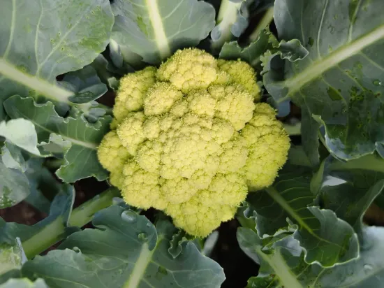 清白花菜 | 農道鄉村