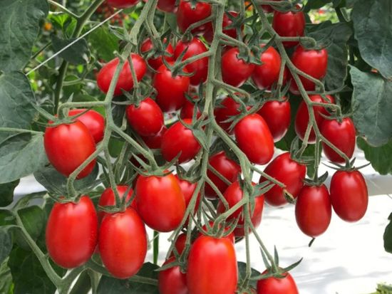 蜜媞小番茄 | 農道鄉村