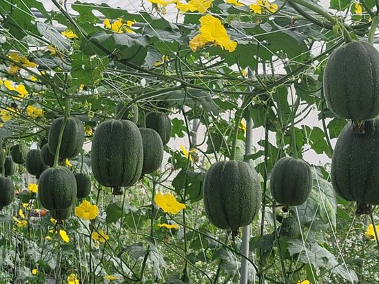 蘋果絲瓜 | 農道鄉村