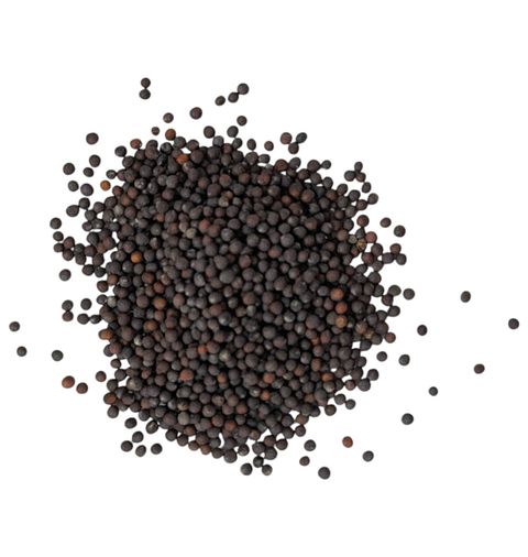 皺葉小白菜1-Photoroom