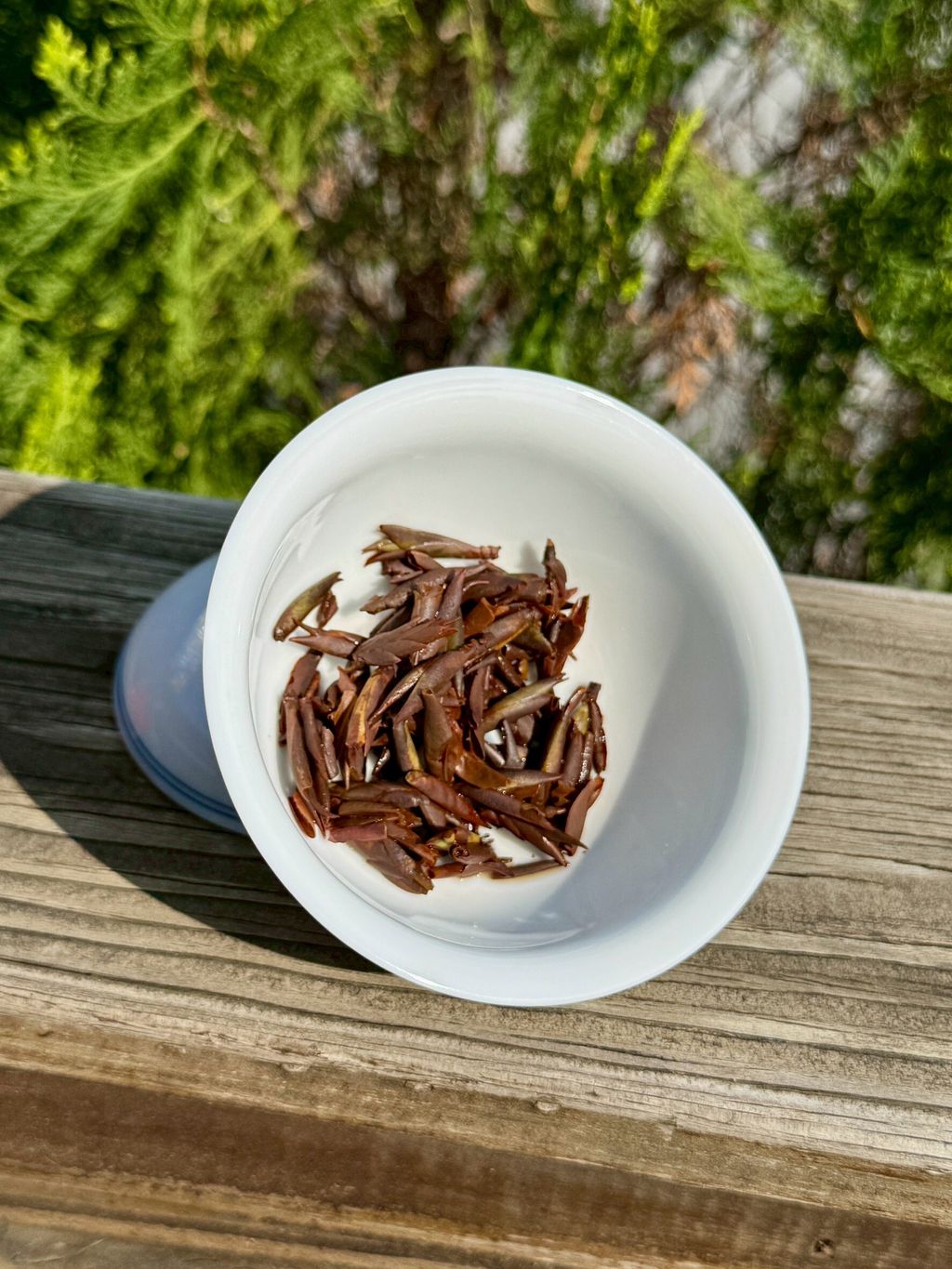 千尋高野芽紅茶乾