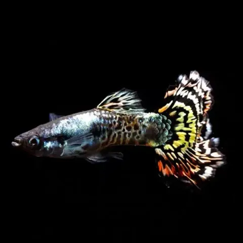 Poeciliareticulata_fecb1b9e-64cd-4862-a0b3-c68acfb5c77d_1946x