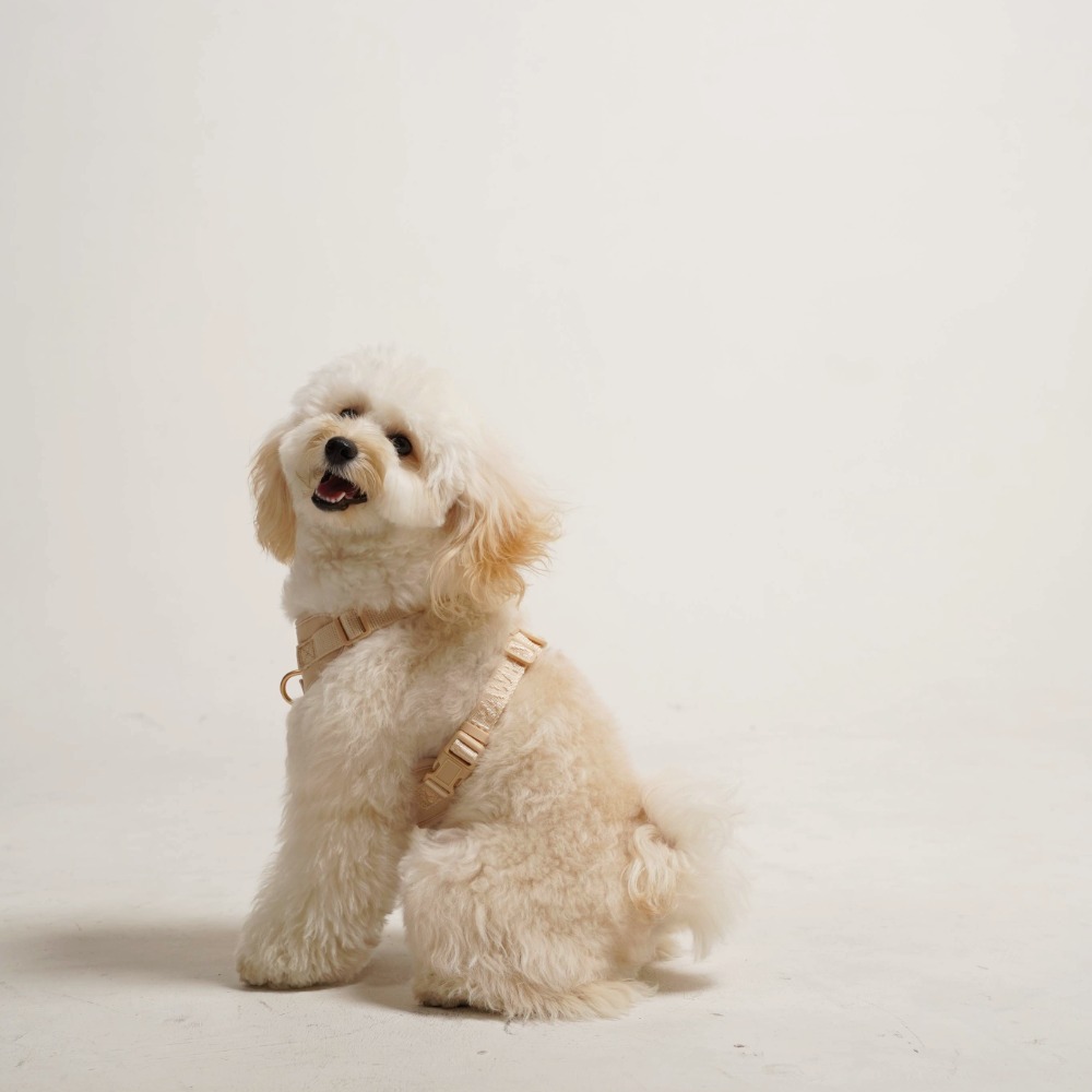 「調整_影像_大小」專_案拷貝5