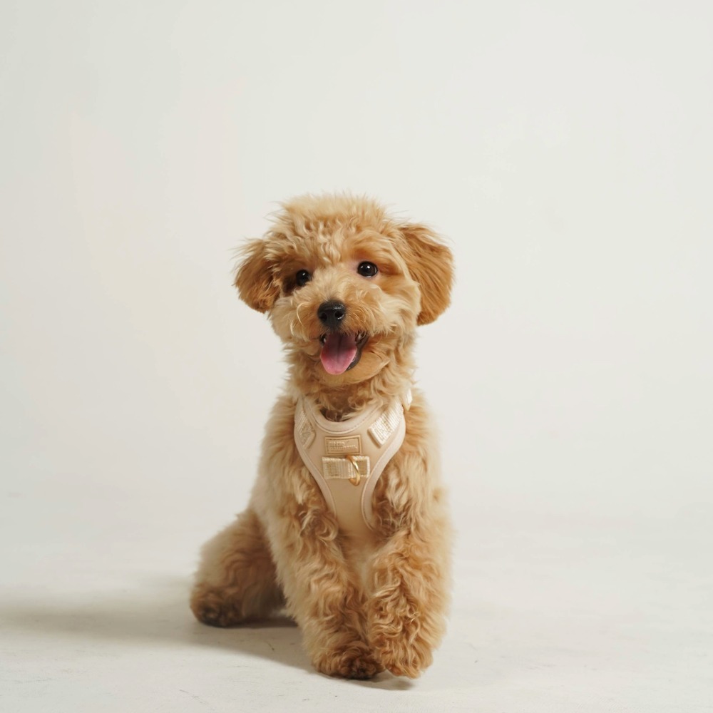 「調整_影像_大小」專_案拷貝