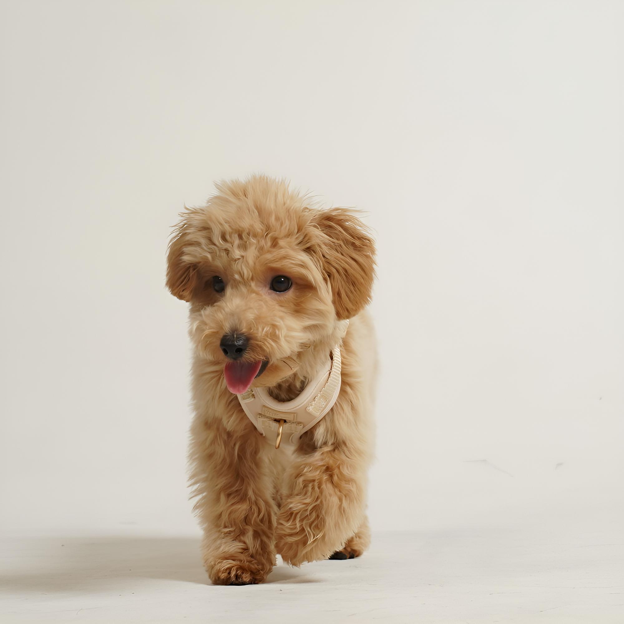 result_DSC02707-fotor-enhance-20251117164940