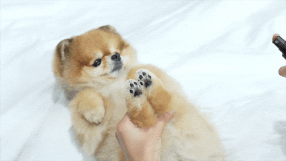 Ricorso_Walkly_10-1介紹