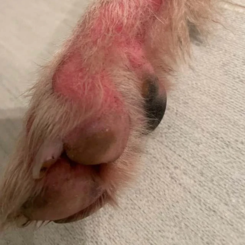 dog-red-paw-allergy-licking-paw