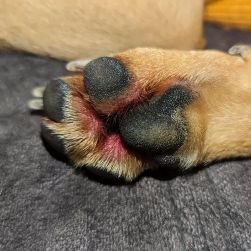 dog-red-paw-pad-inflammation