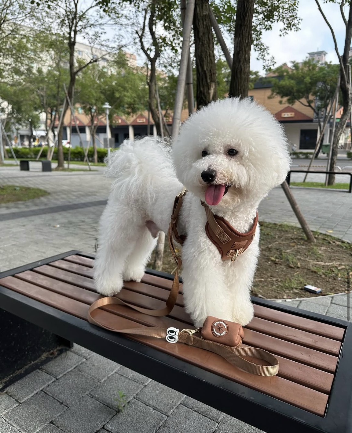比熊 Snoopy｜好牽又時髦，實測真的很 OK！