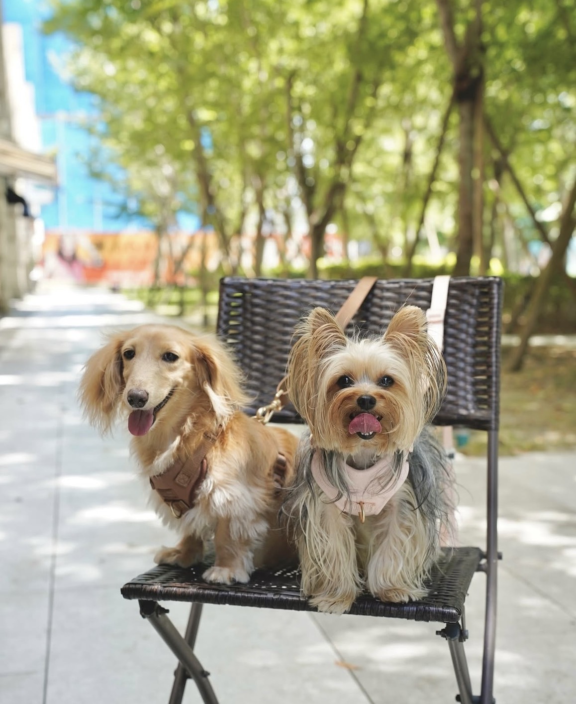 約克夏托托 × 可可｜穿上姊妹胸背一起去吃早午餐