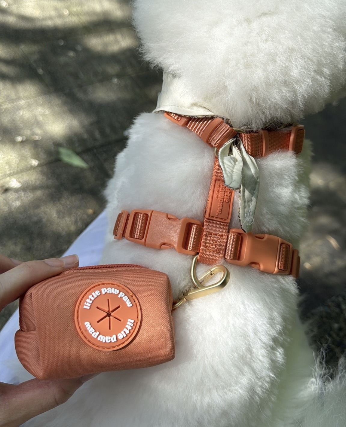 比熊犬小洛儀的散步日常｜晨曦橘胸背陪伴每一次冒險