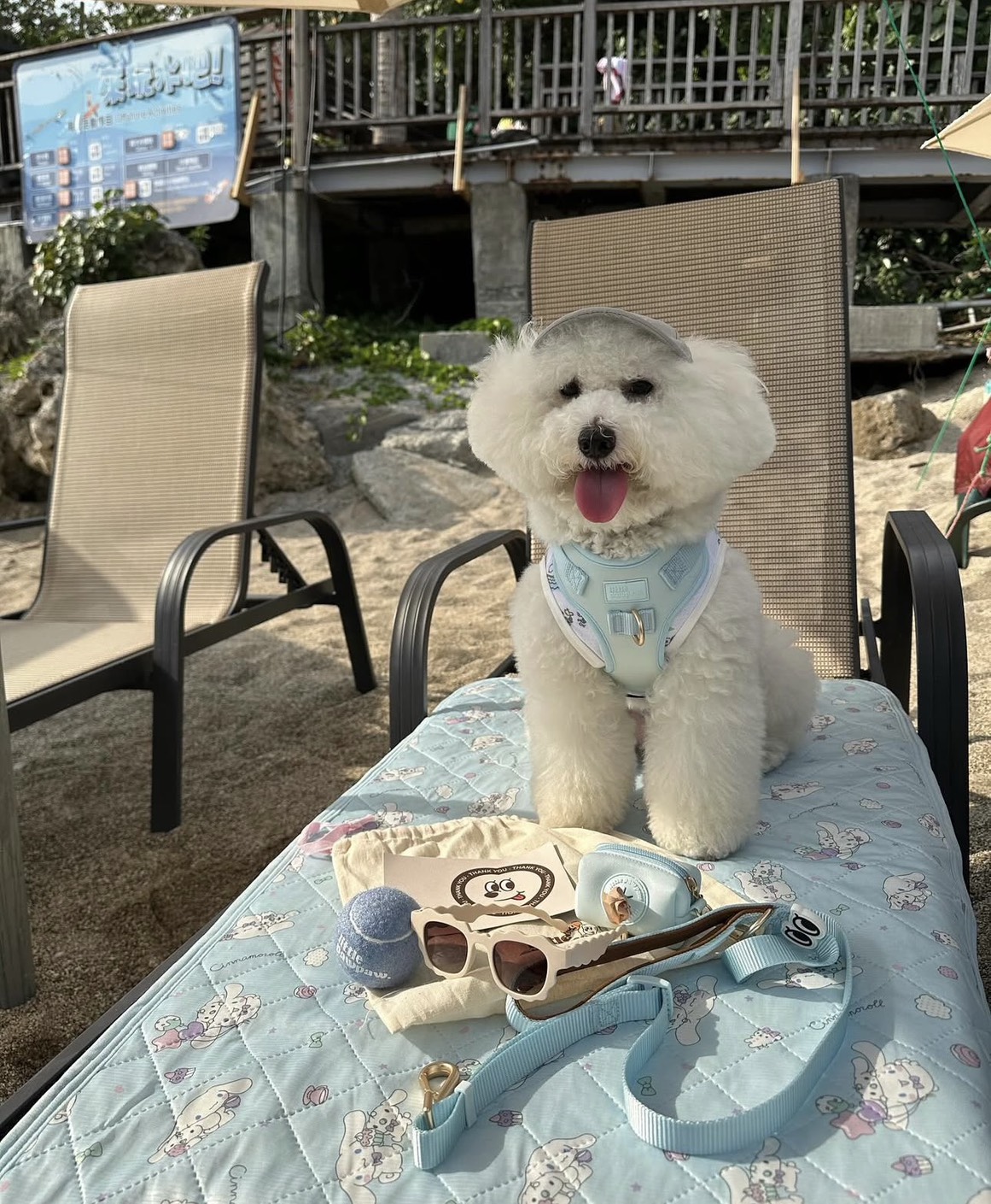 比熊 Snoopy 的海邊渡假日常｜雲朵藍胸背真的好適合白色毛孩
