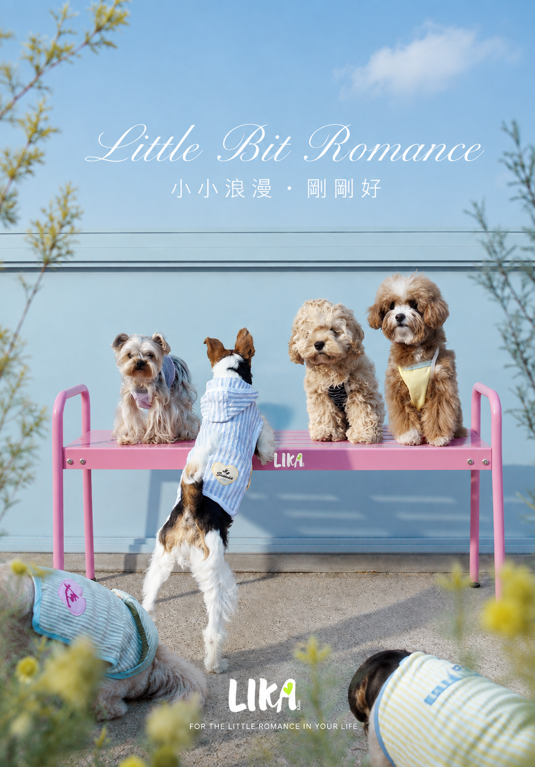  | LittlePawPaw｜陪毛孩走過每個重要時刻