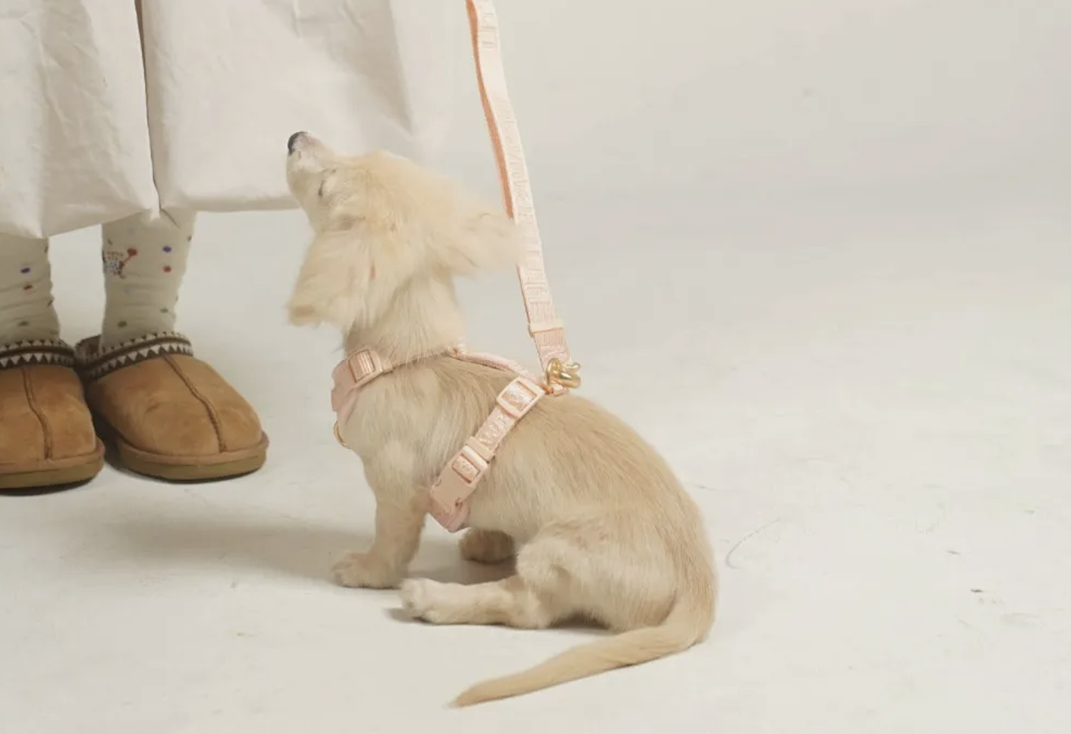 幼犬幾個月可以散步？第一次散步前 5 個準備