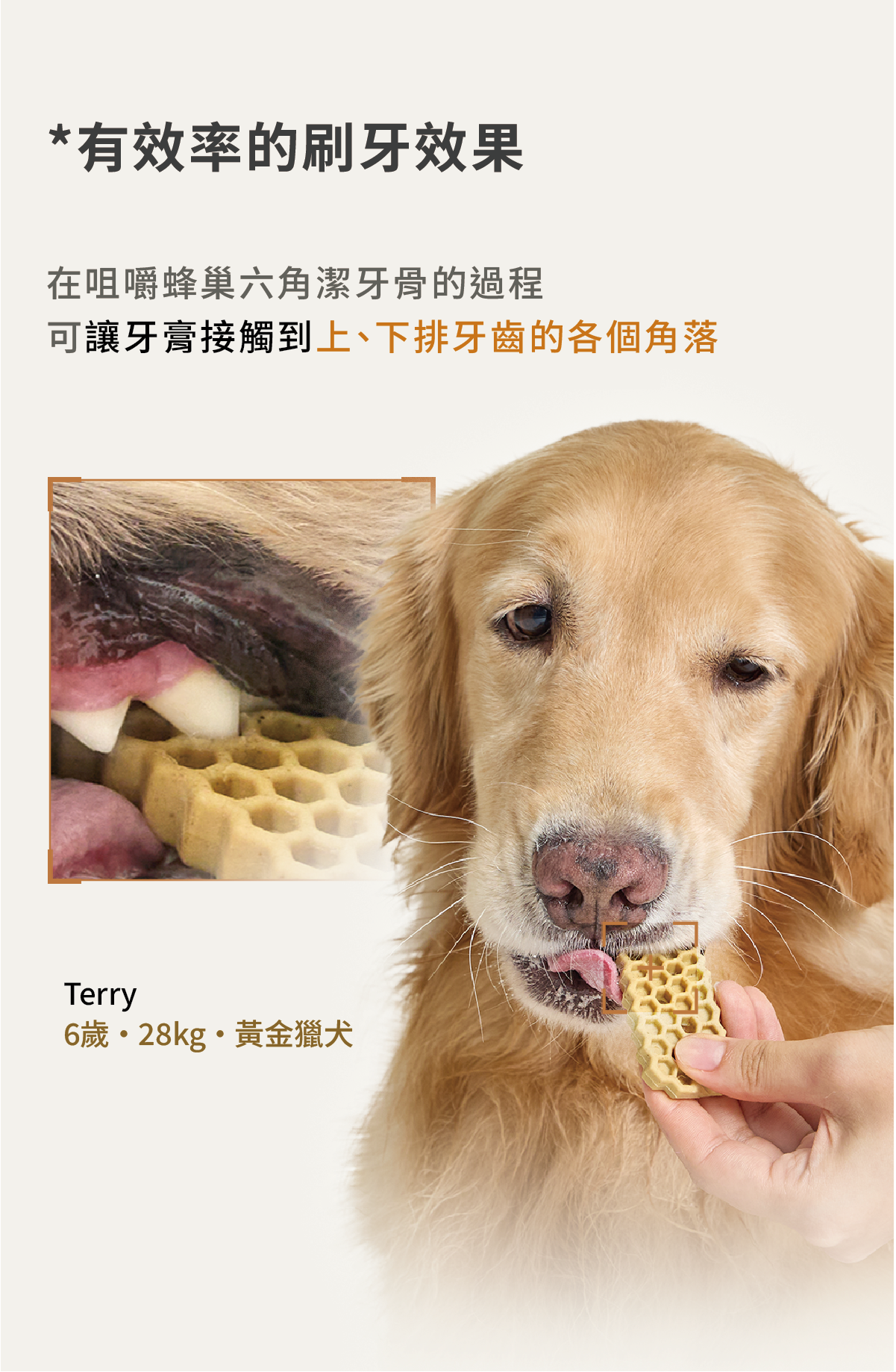 蜂巢六角潔牙骨 雞肉L 14