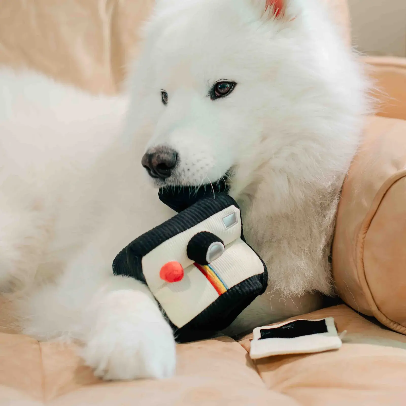 houseofpawtatoes_INSTANT_CAMERA_6