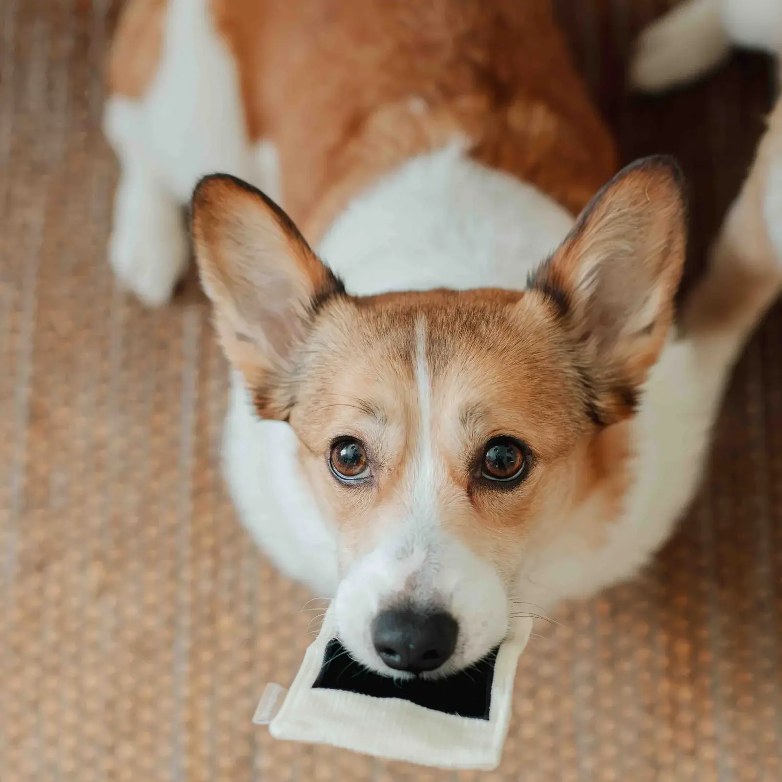 houseofpawtatoes_INSTANT_CAMERA_2