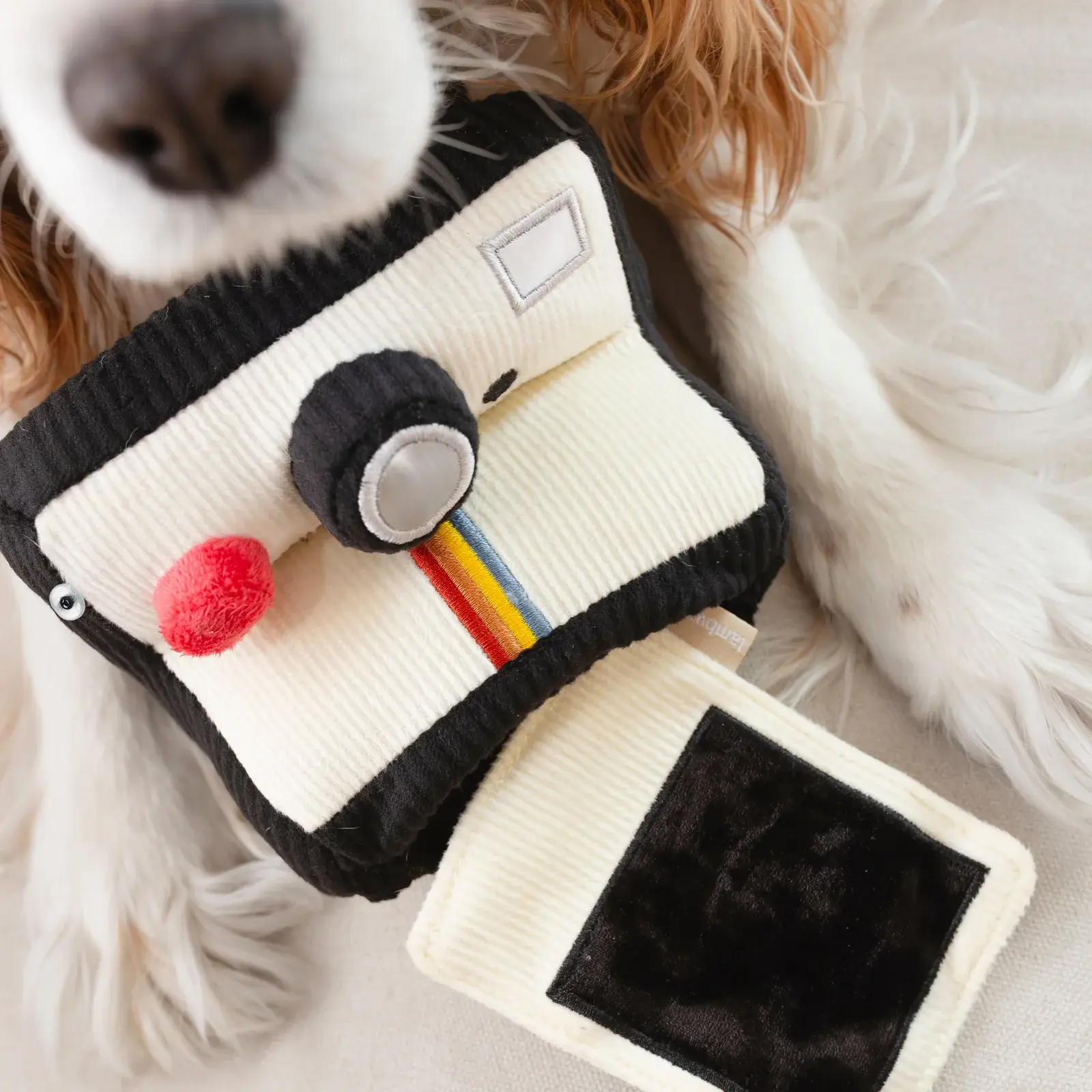 wanderlust.wagginINSTANT.CAMERA8