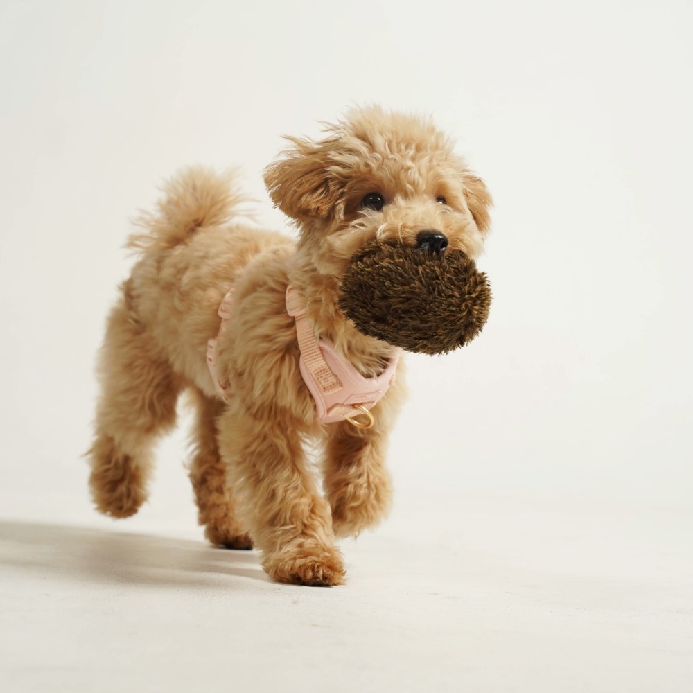 「調整_影像_大小」專_案拷貝5