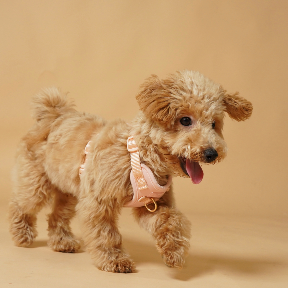 Adobe Express - file拷貝