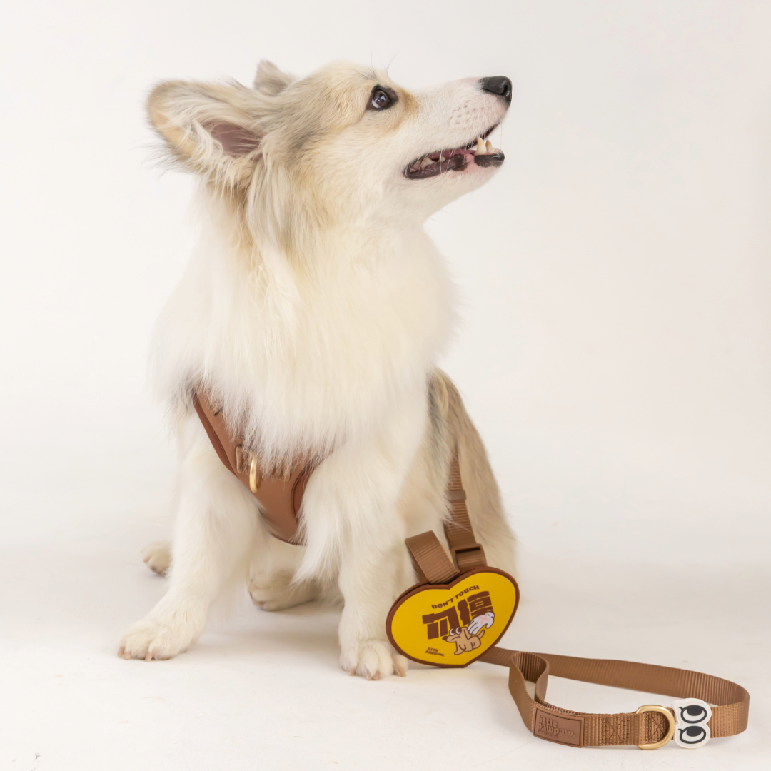 Adobe Express - file