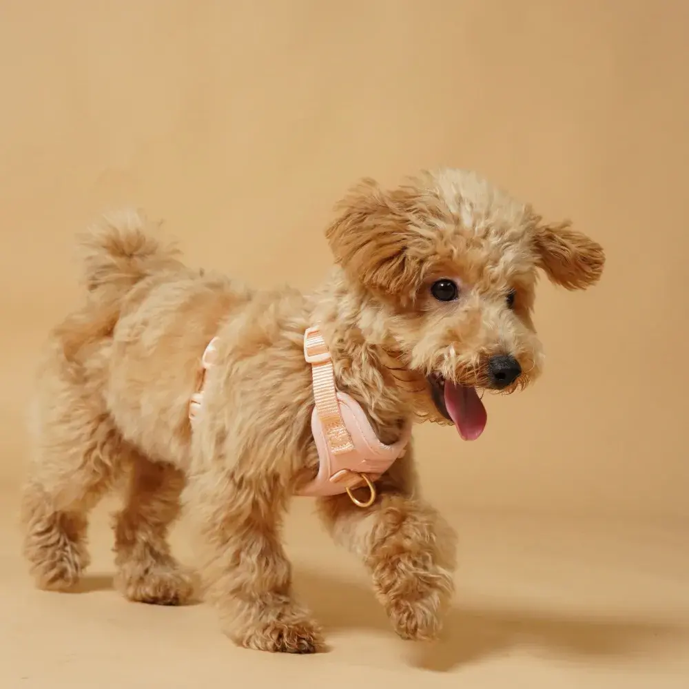 Adobe Express - file拷貝