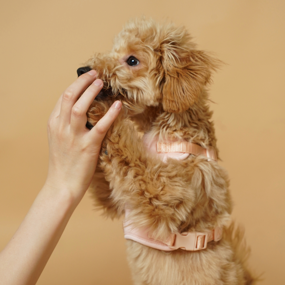 Adobe Express - file拷貝2