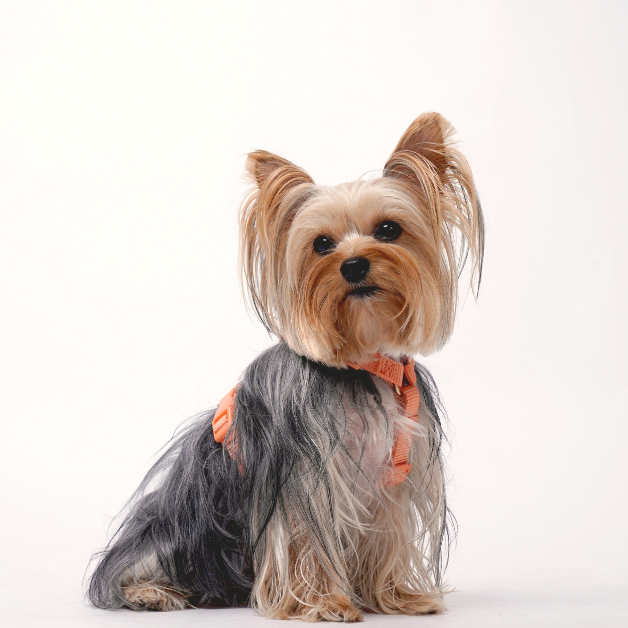 harness-尼龍_產品圖-08