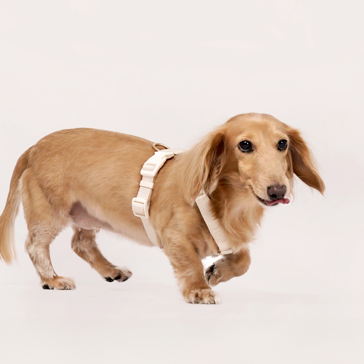 harness-尼龍_產品圖-02