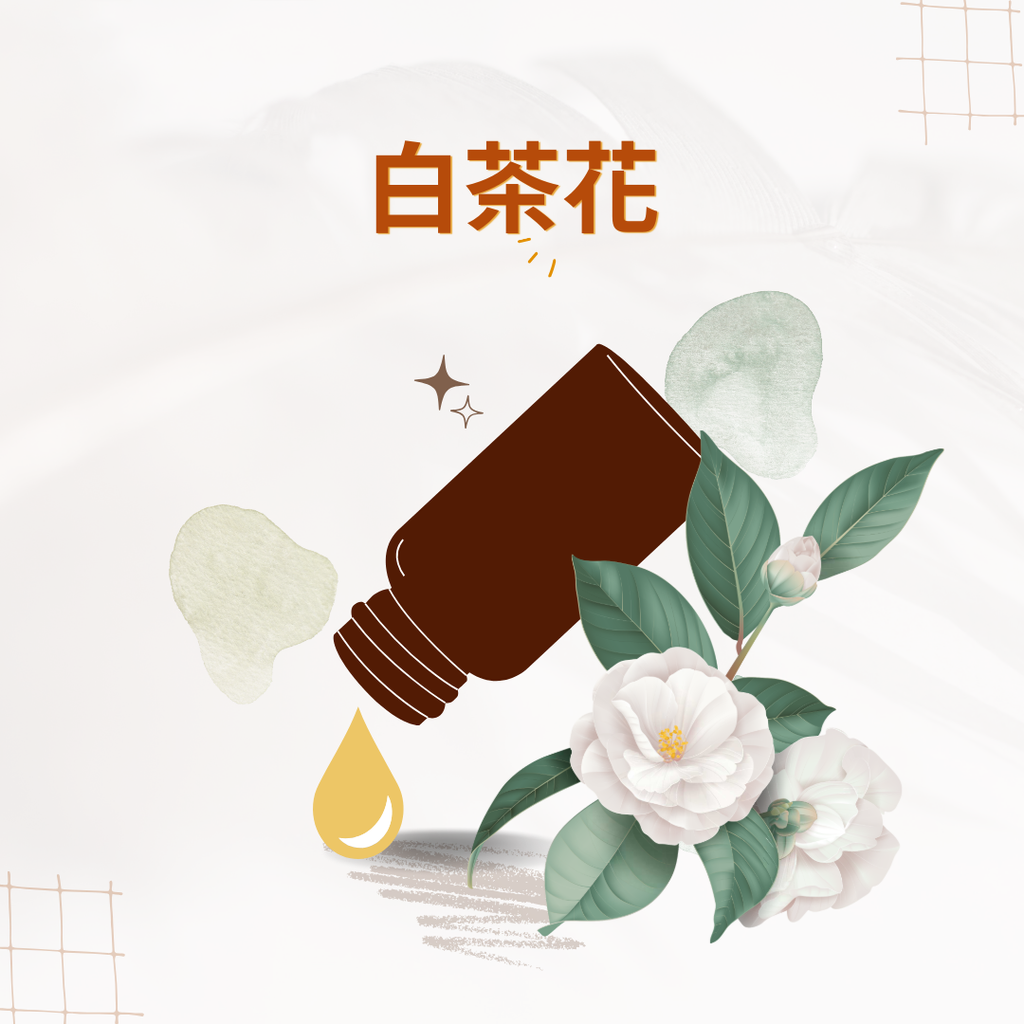 白茶花