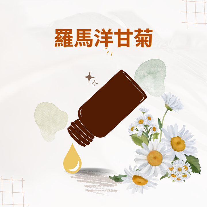 羅馬洋甘菊