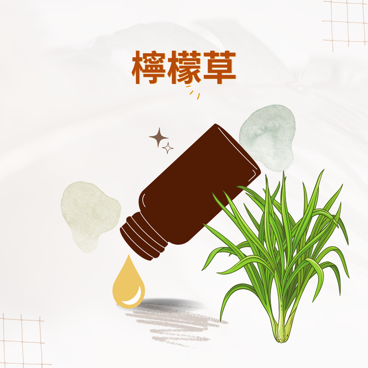 檸檬草