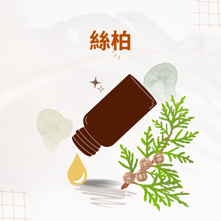 絲柏