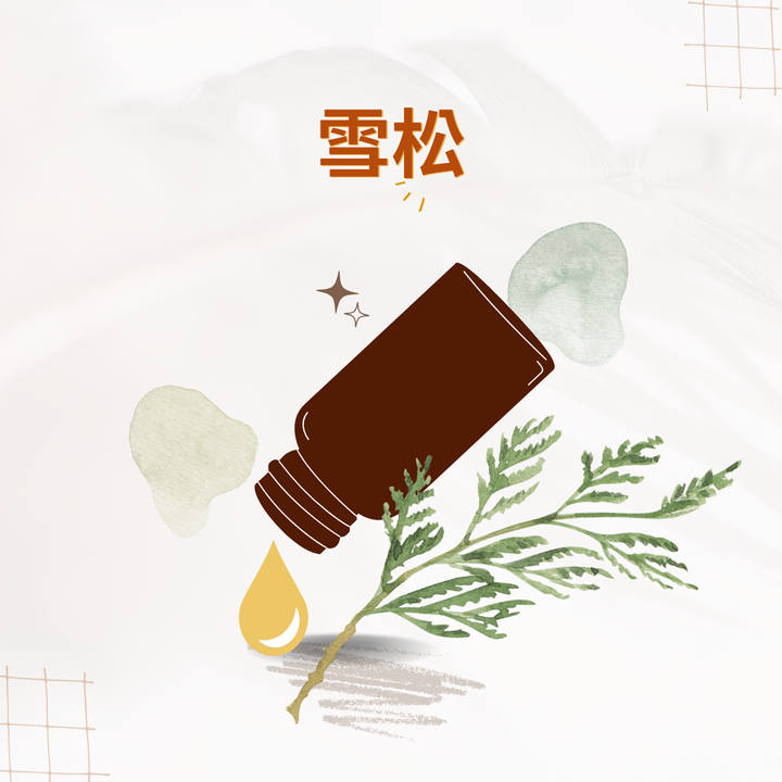 雪松