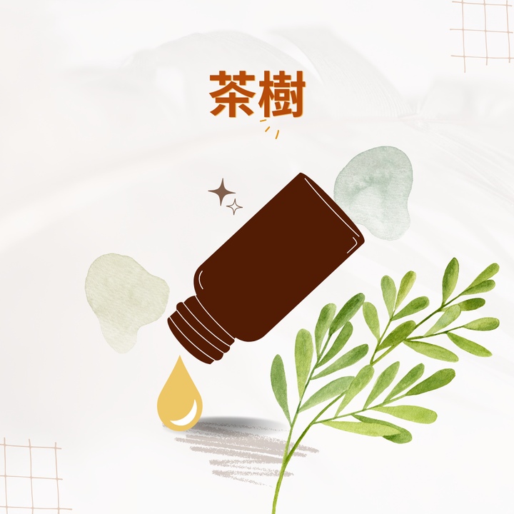 茶樹