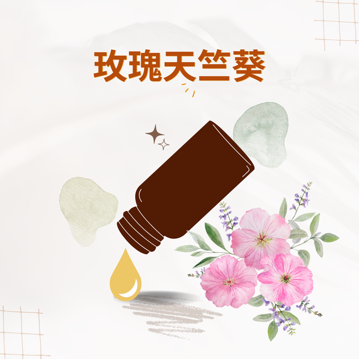 玫瑰天竺葵