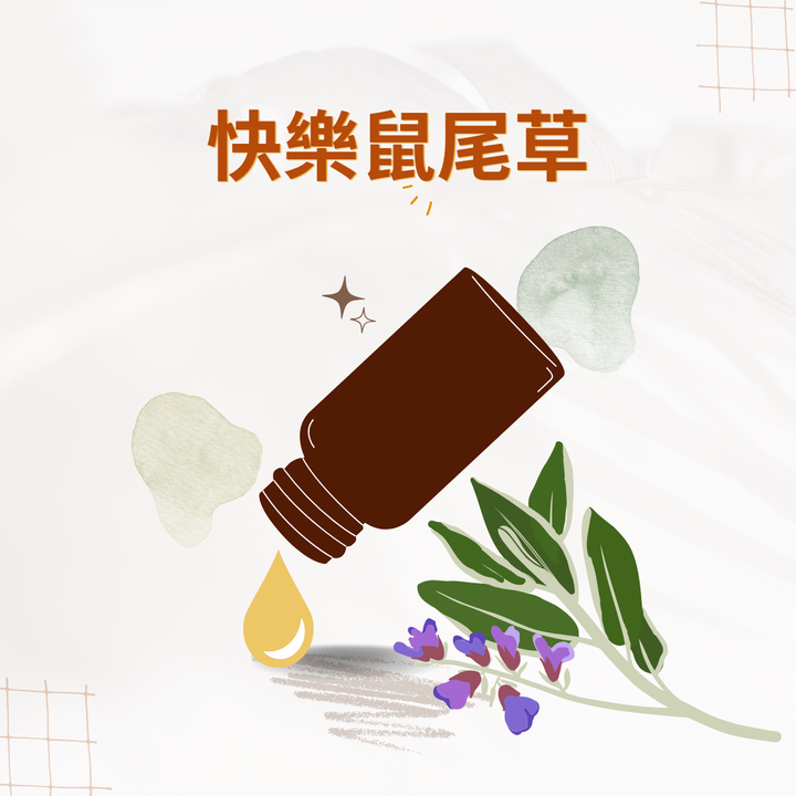 快樂鼠尾草
