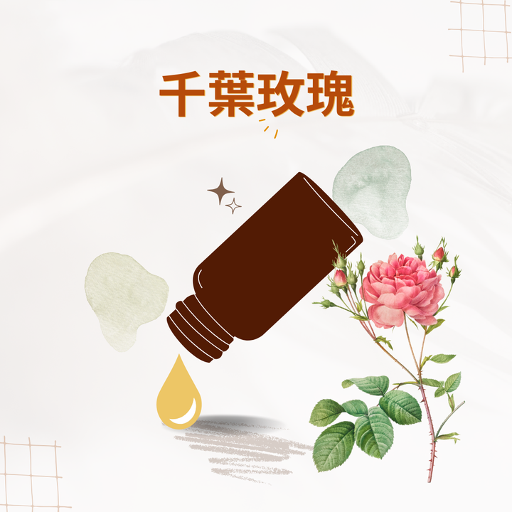 千葉玫瑰