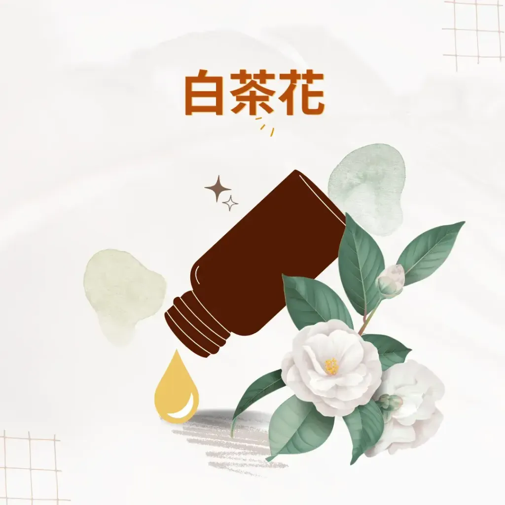 白茶花