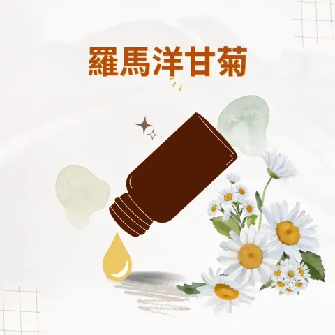 羅馬洋甘菊