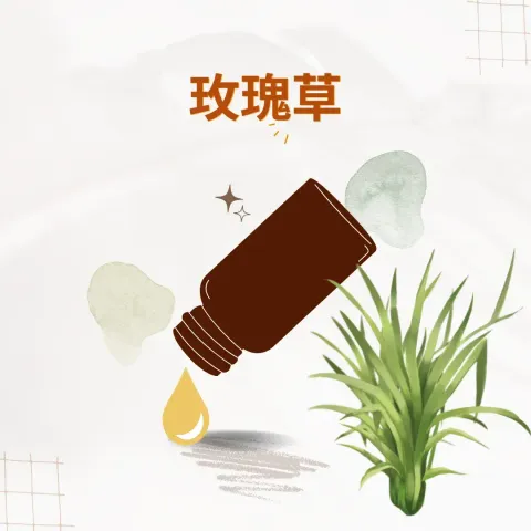 玫瑰草
