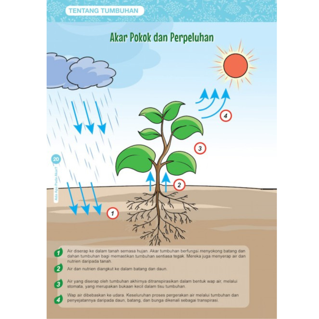 WHITE BACKGROUND MIRUL (100)