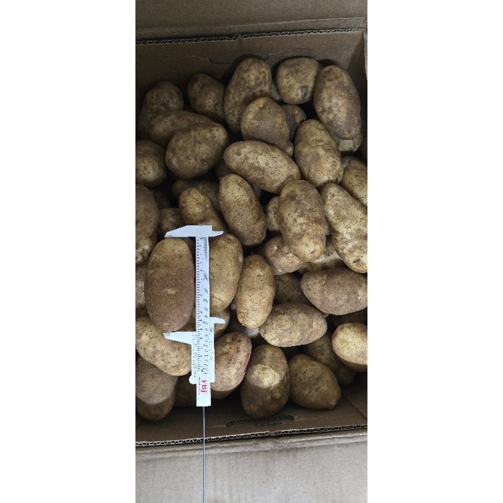 靖成_美國褐皮馬鈴薯尺寸展示